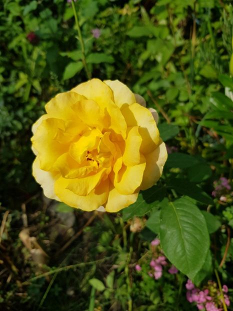 Re my Martin - Trandafiri 20 Ii