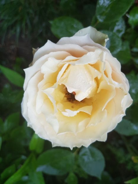 Jalitah - Trandafiri 20 Ii