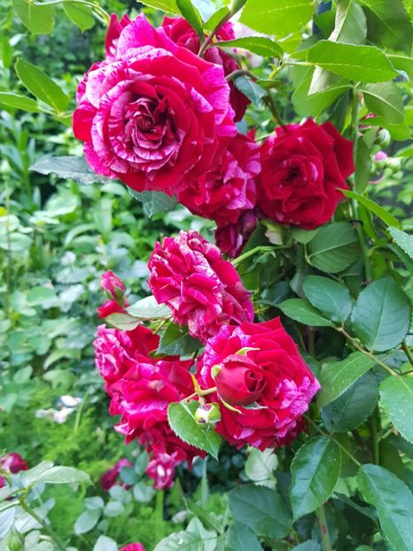 Deep - Trandafiri 20 Ii