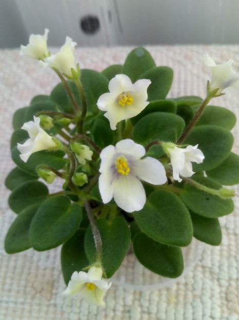 4 iun - Senk s Alchemy Yellow Bells