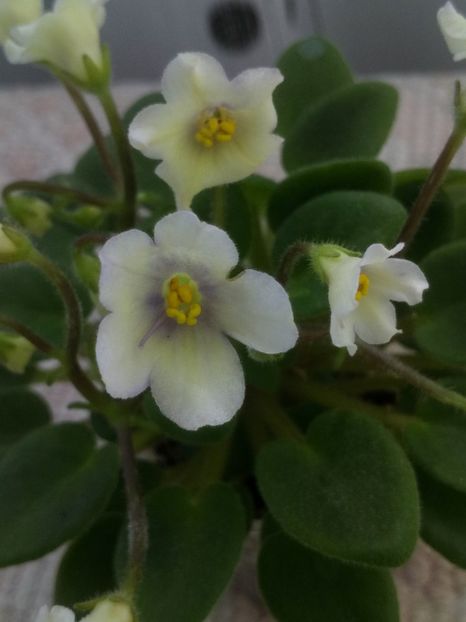 4 iun - Senk s Alchemy Yellow Bells