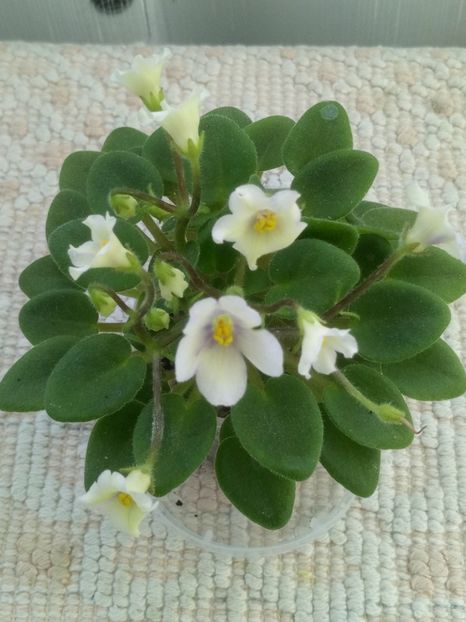 4 iun - Senk s Alchemy Yellow Bells