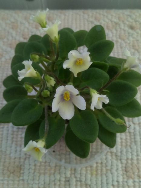 4 iun - Senk s Alchemy Yellow Bells