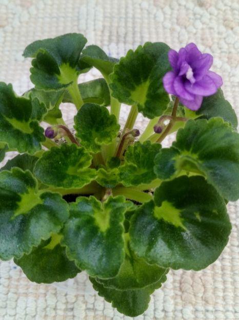 4 iun - Little Caboose