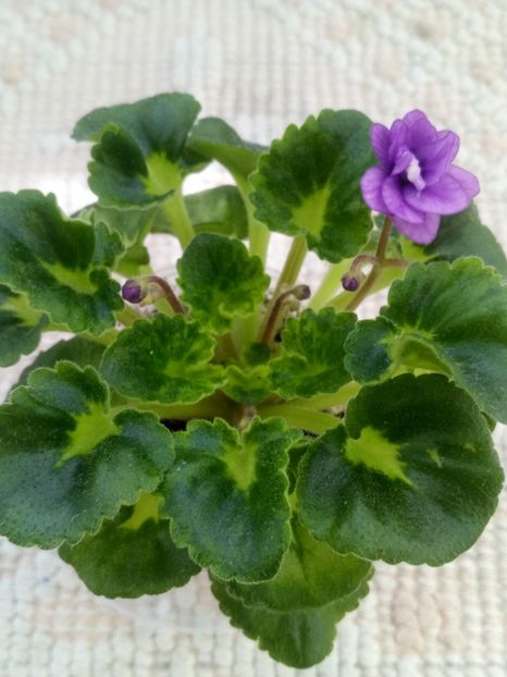 4 iun - Little Caboose