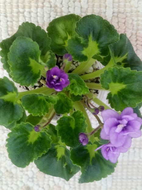 12 iun - Little Caboose