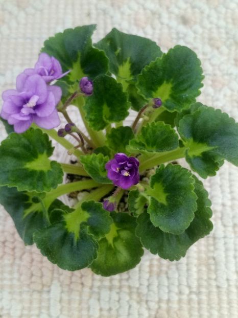 12 iun - Little Caboose