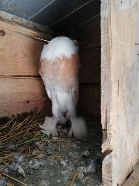  - gusat pomeranian
