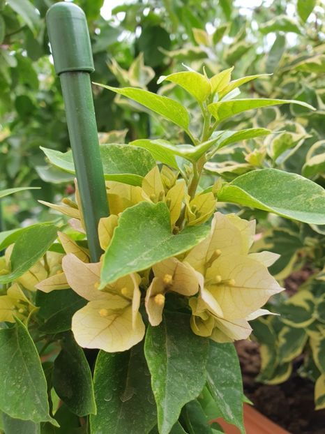  - Bouga Batik kuning