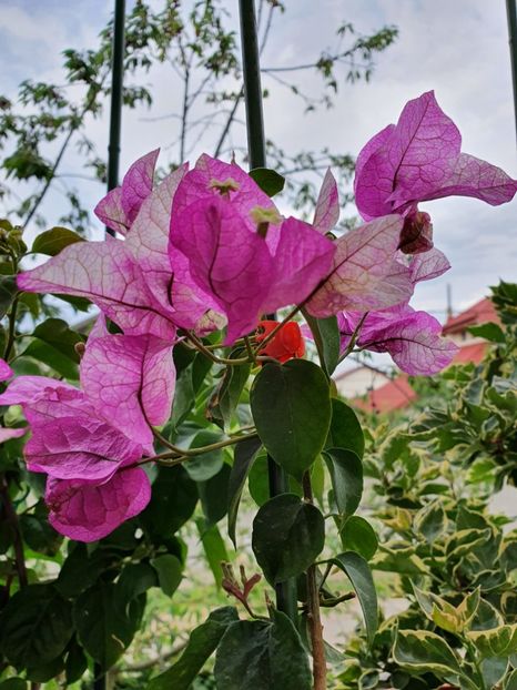  - Bouga Wajid Ali Swah