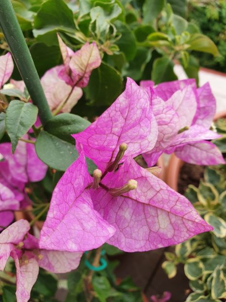  - Bouga Wajid Ali Swah