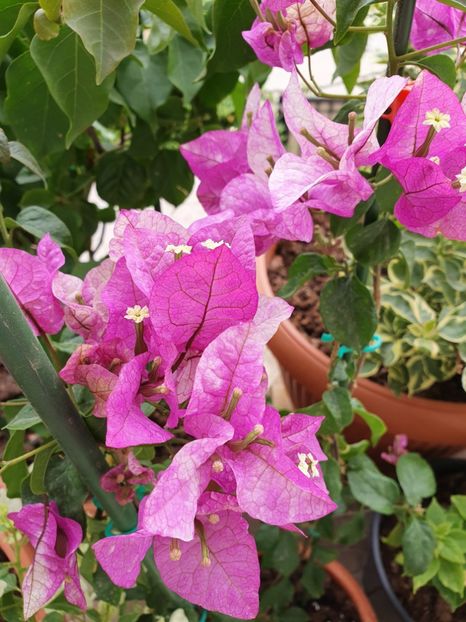  - Bouga Wajid Ali Swah