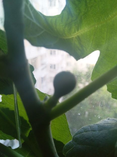  - Smochin din semințe cu fructe mov