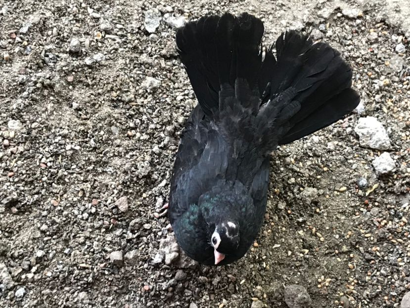 71DE5608-C461-4B1C-BB1B-562F2CE40A3E - Negri turci