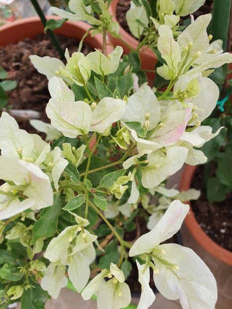  - Bouga Butterfly splash