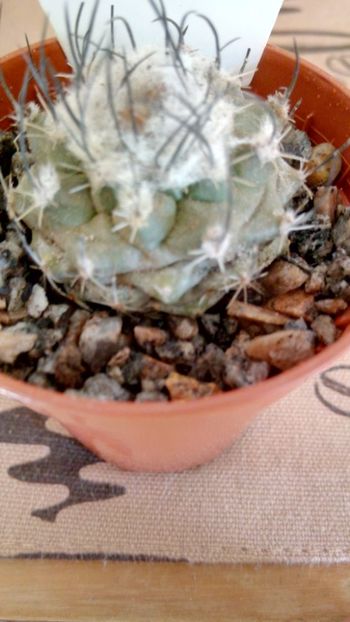 T. flaviflorus - Turbinicarpus