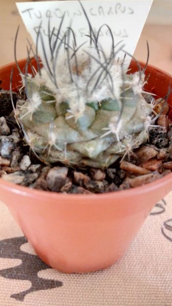 T. flaviflorus - Turbinicarpus