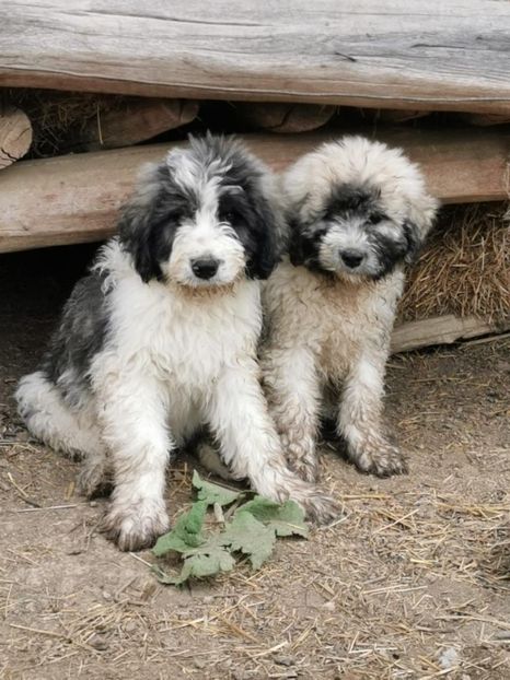 thumbnail - Cuibul Z