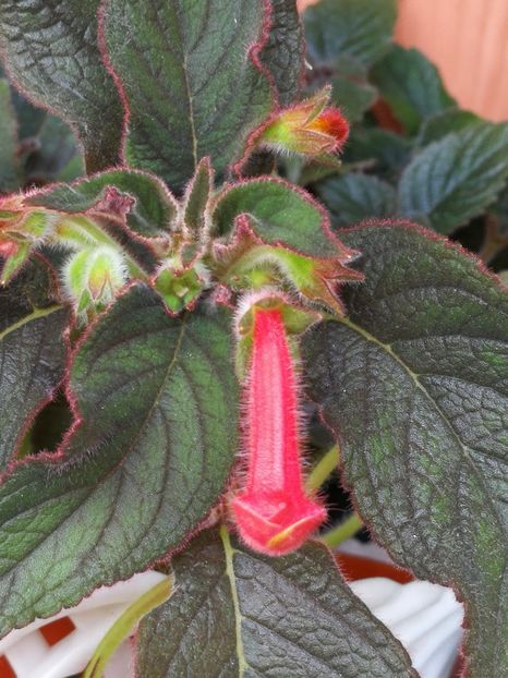  - Bobocei de Kohleria