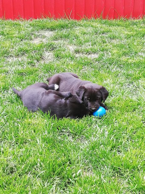  - 2020-Paznicul porumbeiilor