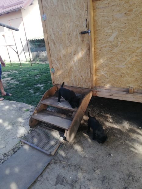  - 2020-Paznicul porumbeiilor