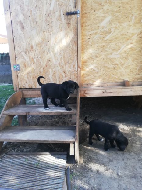  - 2020-Paznicul porumbeiilor