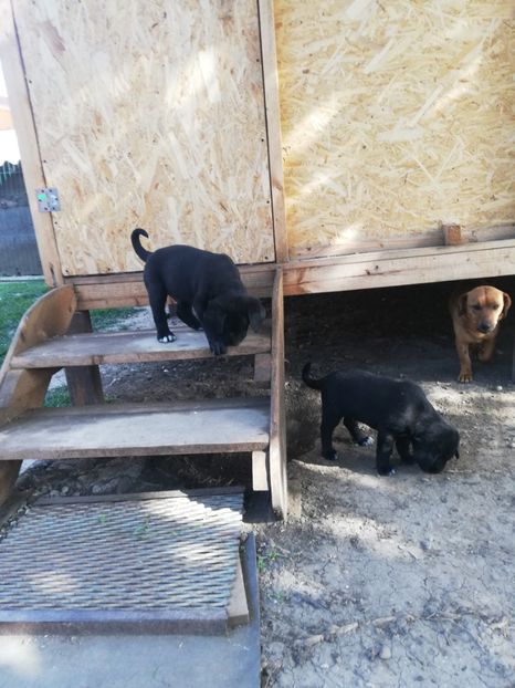  - 2020-Paznicul porumbeiilor