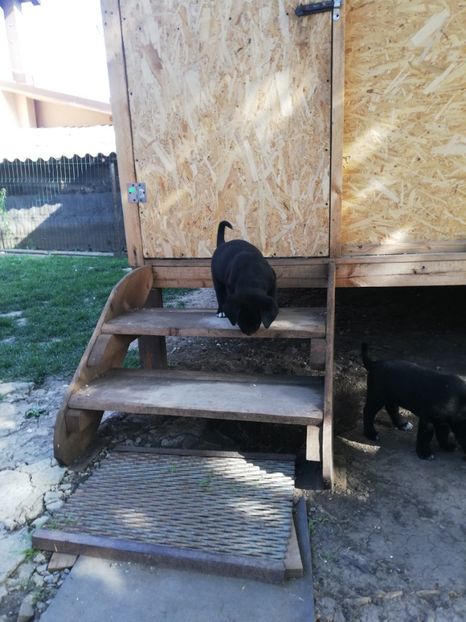  - 2020-Paznicul porumbeiilor