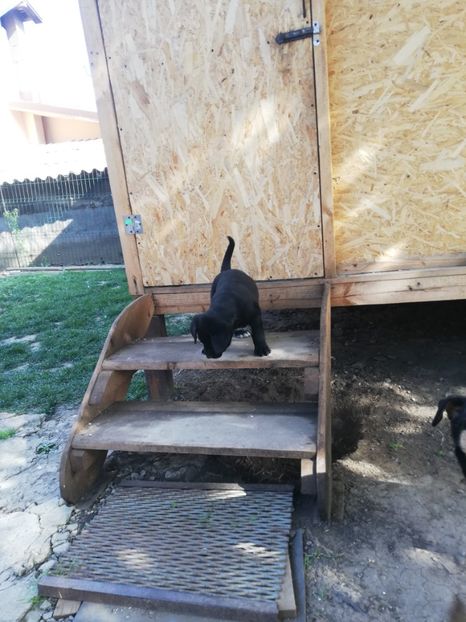  - 2020-Paznicul porumbeiilor