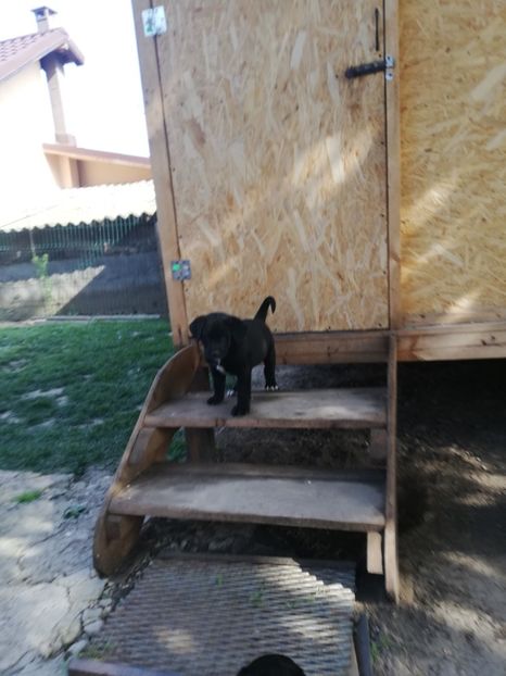  - 2020-Paznicul porumbeiilor