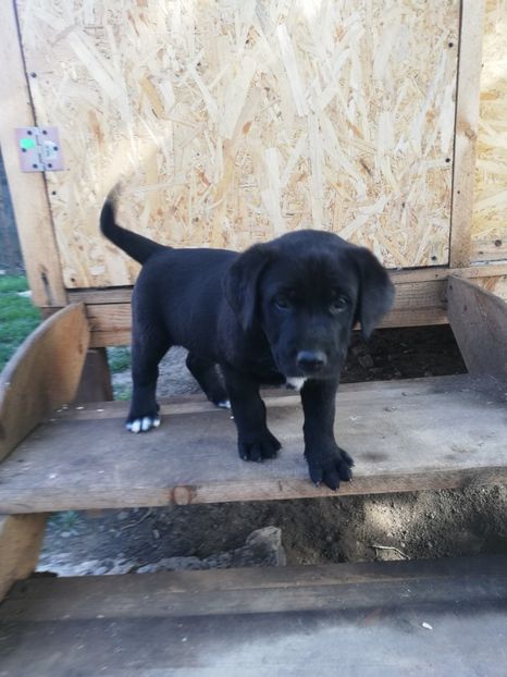  - 2020-Paznicul porumbeiilor