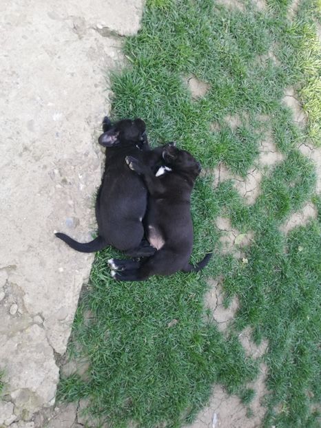  - 2020-Paznicul porumbeiilor