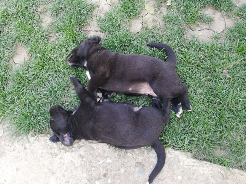  - 2020-Paznicul porumbeiilor