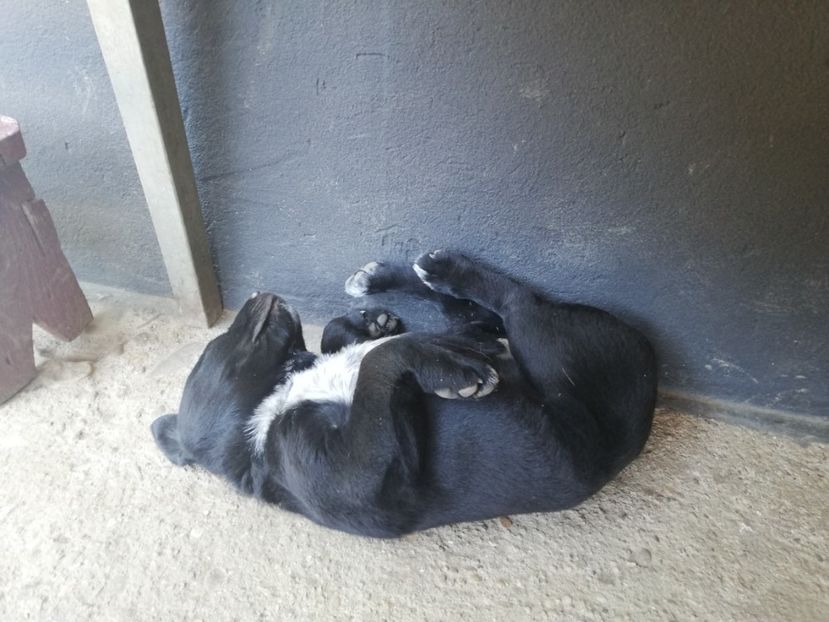  - 2020-Paznicul porumbeiilor