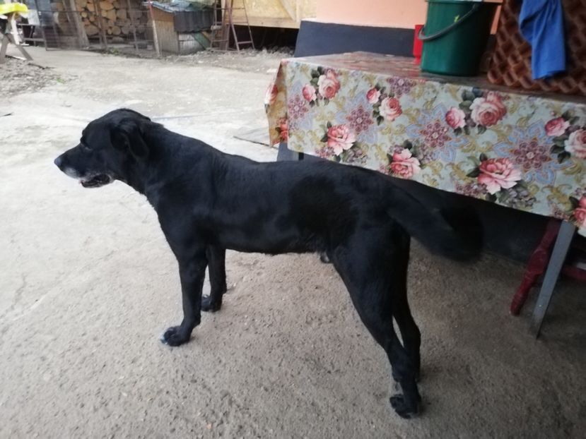  - 2020-Paznicul porumbeiilor