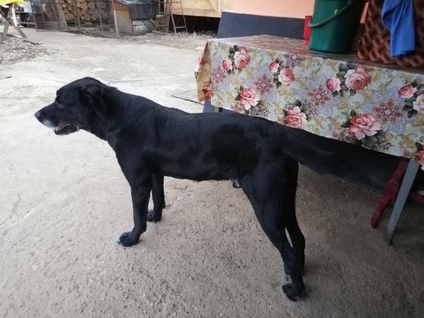  - 2020-Paznicul porumbeiilor