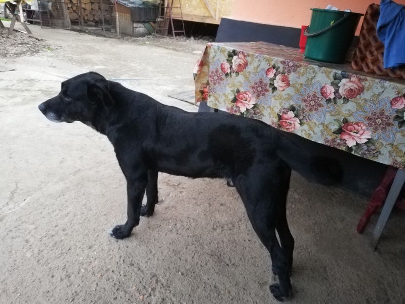  - 2020-Paznicul porumbeiilor