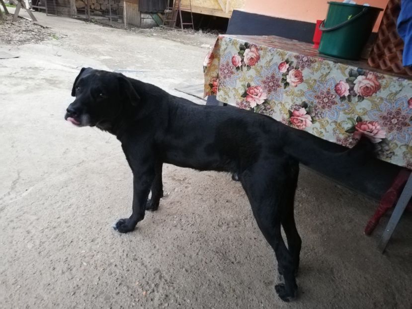  - 2020-Paznicul porumbeiilor