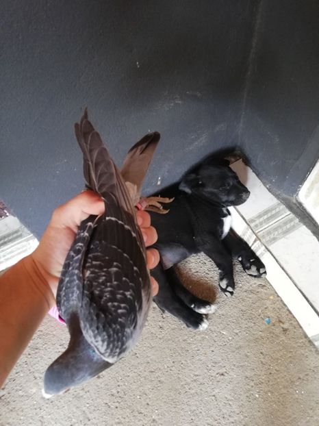  - 2020-Paznicul porumbeiilor