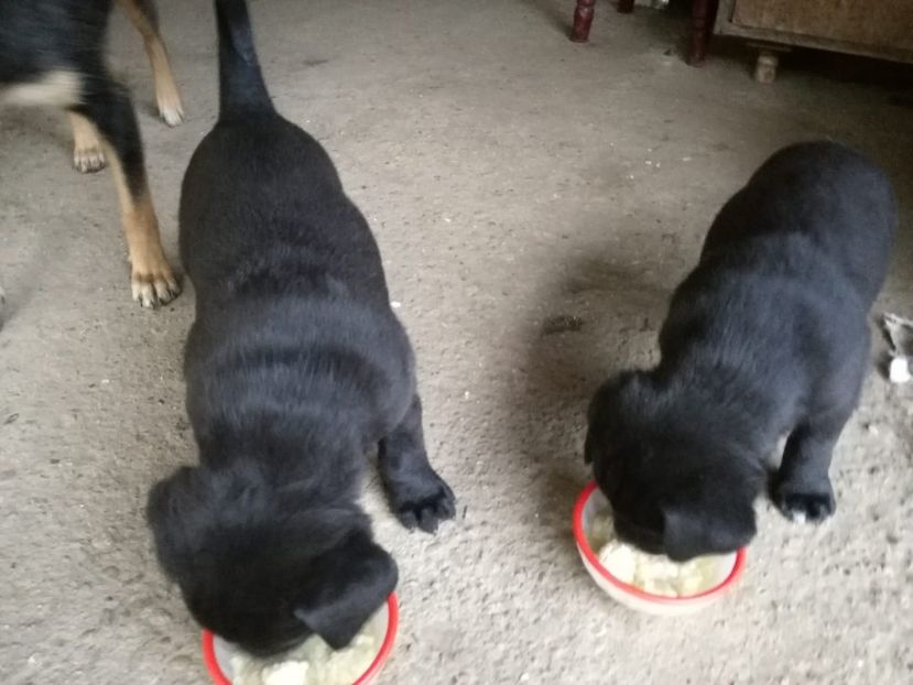 IMG-20200602-WA0011 - 2020-Paznicul porumbeiilor