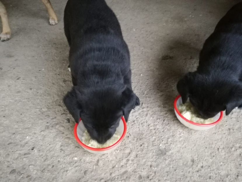 IMG-20200602-WA0012 - 2020-Paznicul porumbeiilor