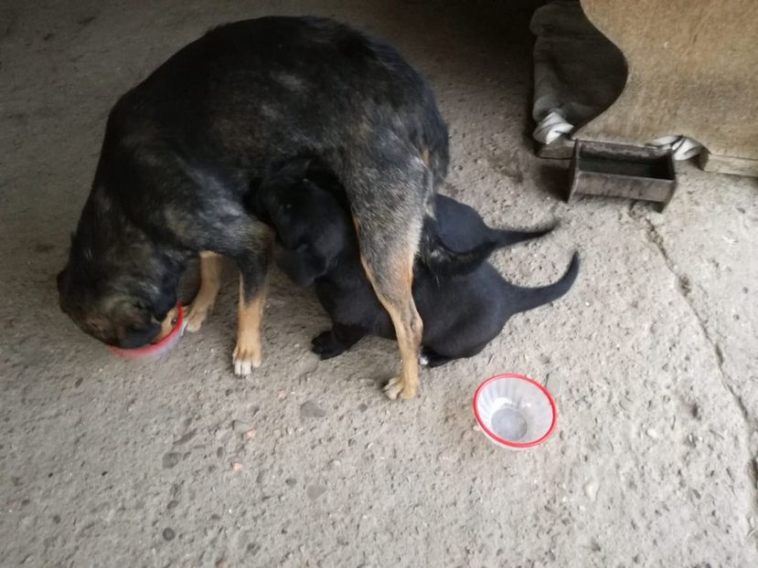 IMG-20200602-WA0013 - 2020-Paznicul porumbeiilor