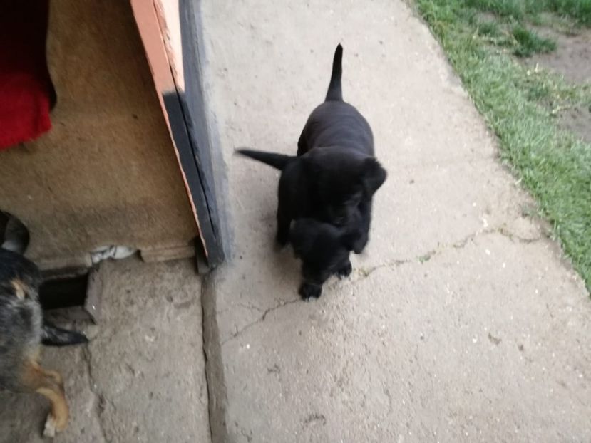 IMG-20200602-WA0014 - 2020-Paznicul porumbeiilor