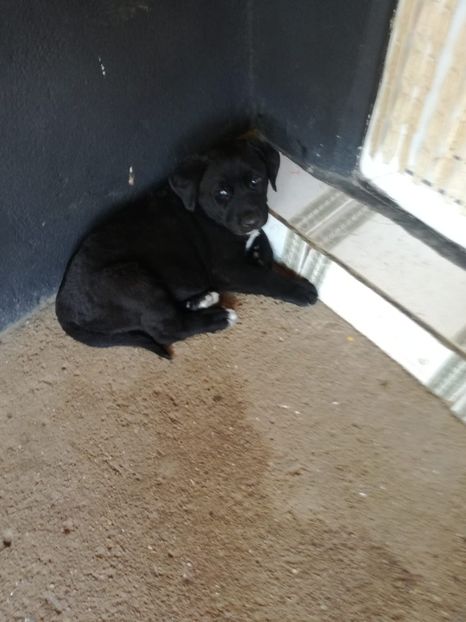 IMG-20200609-WA0009 - 2020-Paznicul porumbeiilor