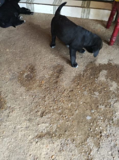 IMG-20200609-WA0012 - 2020-Paznicul porumbeiilor