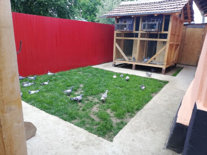  - 2020-Pui Seria a doua