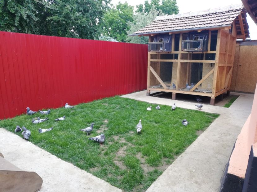  - 2020-Pui Seria a doua