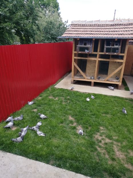  - 2020-Pui Seria a doua