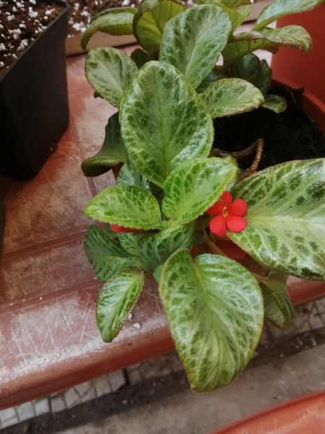  - Episcia