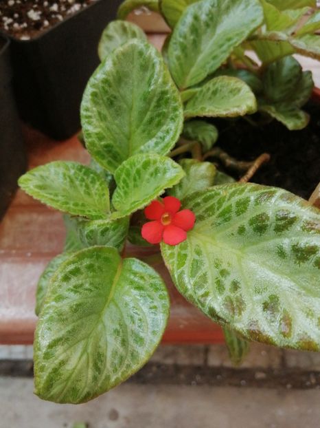  - Episcia
